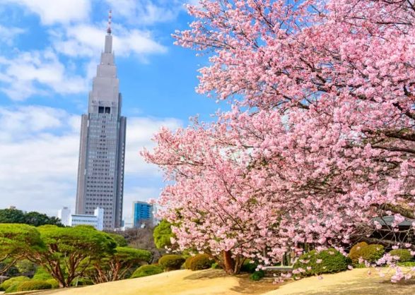 櫻花東京
