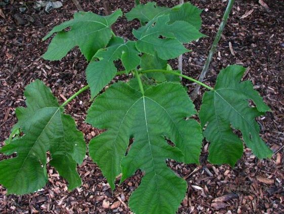 構樹葉功效 構樹葉功效