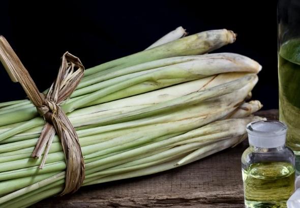 香茅用途 香茅用途