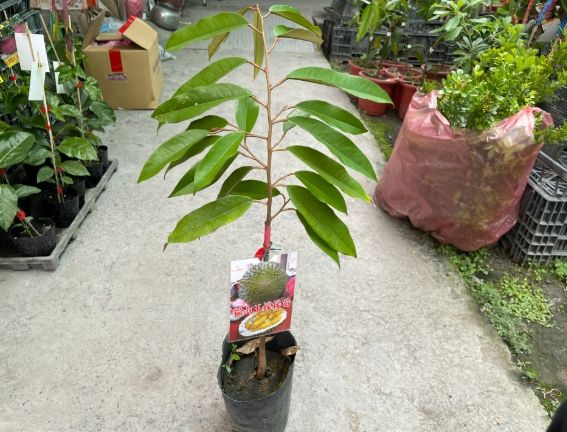 榴槤種植方法 榴槤種植方法