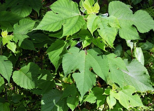 構樹葉採集 構樹葉採集