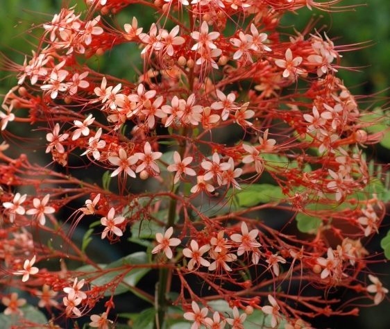 寶塔花種植 寶塔花種植