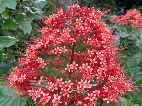 寶塔花景點 寶塔花景點