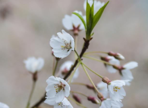 霧社櫻花季 霧社櫻花季