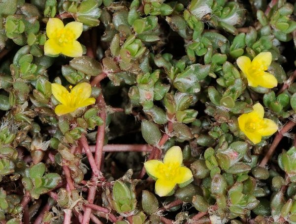 馬齒莧使用方法