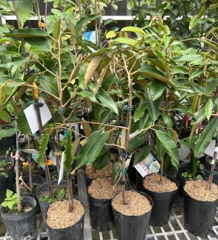 榴槤樹苗價格 榴槤樹苗價格