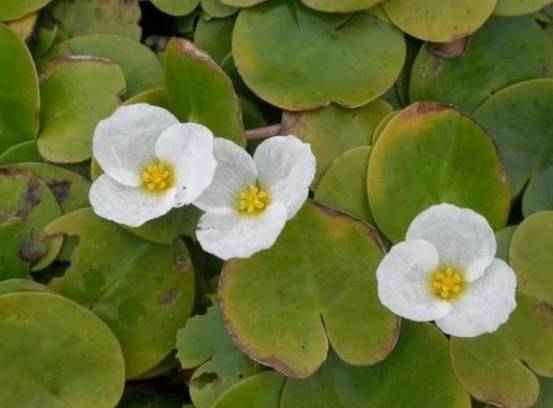 白蘋種植 白蘋種植