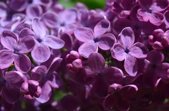 紫丁香養護 紫丁香養護