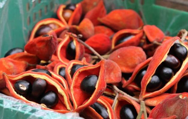 蘋婆食用 蘋婆食用