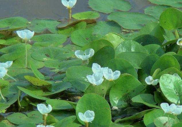 白蘋生態 白蘋生態