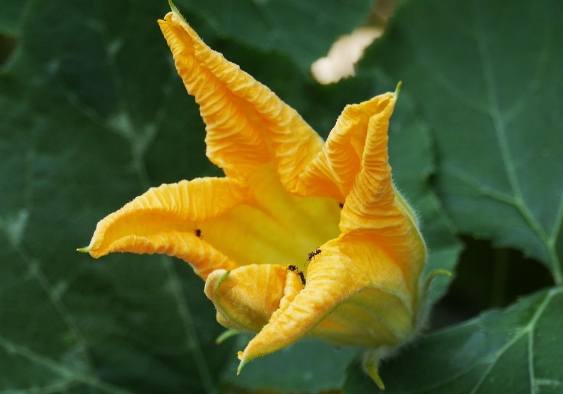 南瓜花種植 南瓜花種植