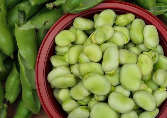 蠶豆功效 蠶豆功效