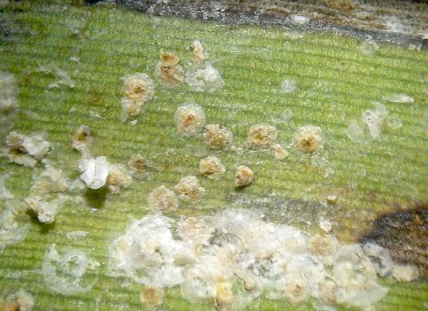 盾介殼蟲識別 盾介殼蟲識別