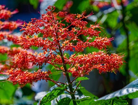 寶塔花景點 寶塔花景點