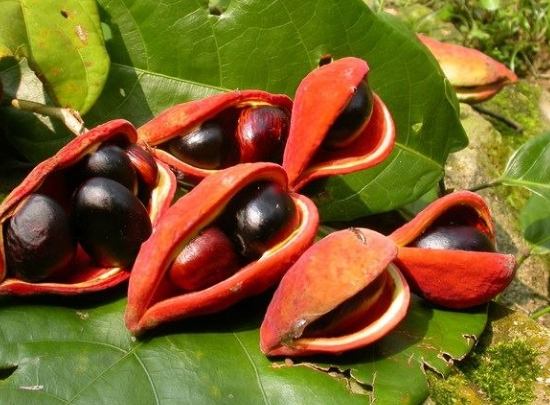 蘋婆營養 蘋婆營養