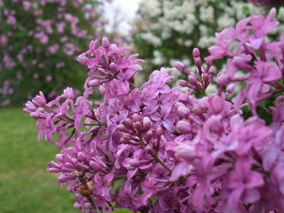紫丁香品種 紫丁香品種