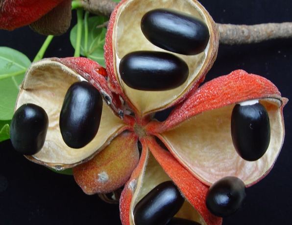 蘋婆食用 蘋婆食用