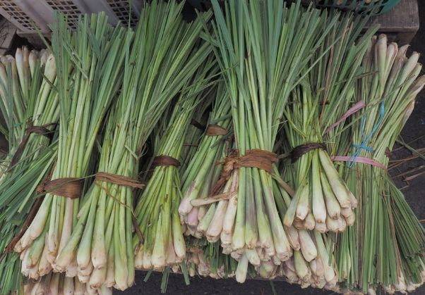 香茅好處 香茅好處