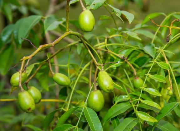 沙梨橄欖怎麼吃 沙梨橄欖怎麼吃
