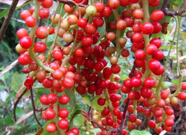 五味子功效 五味子功效