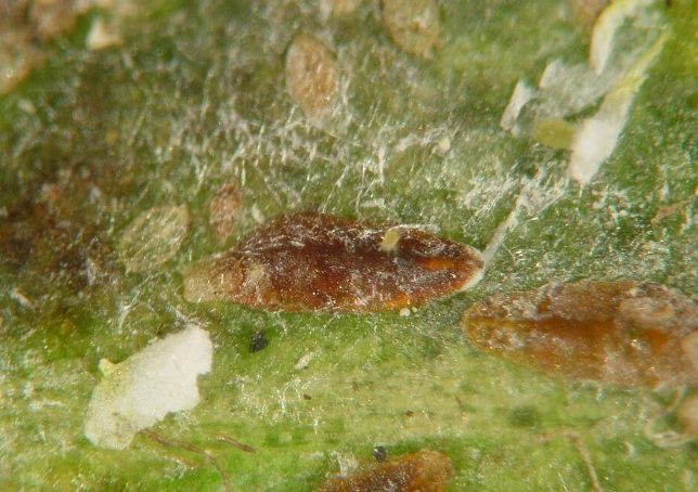 盾介殼蟲防治 盾介殼蟲防治