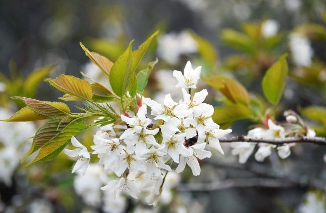 霧社櫻景點 霧社櫻景點