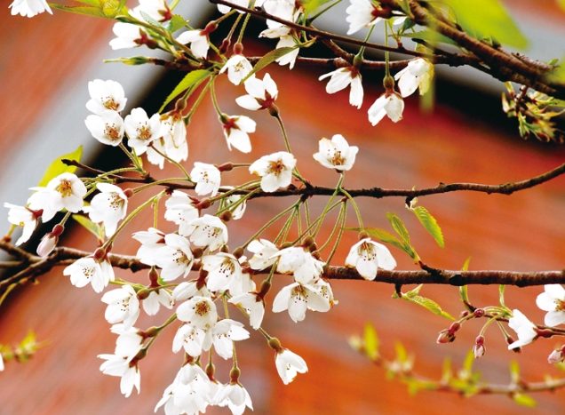 霧社櫻花季 霧社櫻花季