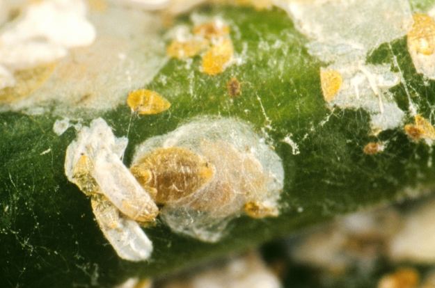 盾介殼蟲防治 盾介殼蟲防治