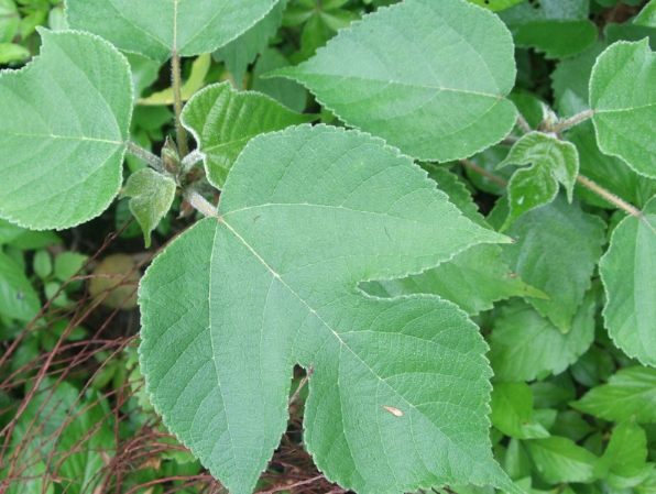 構樹葉用途 構樹葉用途