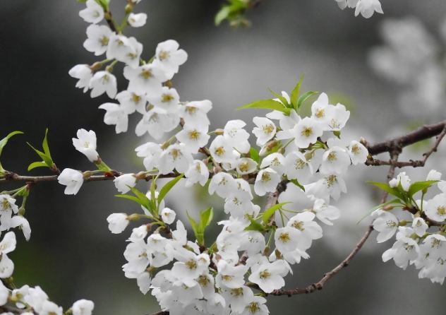 霧社櫻景點 霧社櫻景點