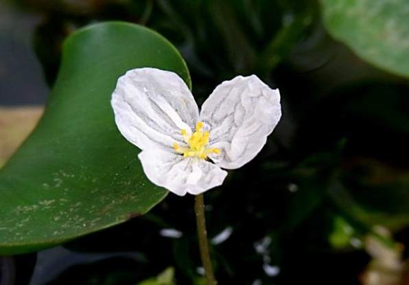 白蘋分布 白蘋分布