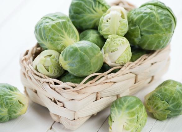 甘藍球種植 甘藍球種植