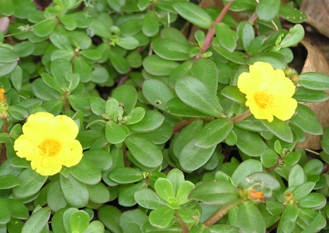 馬齒莧使用方法