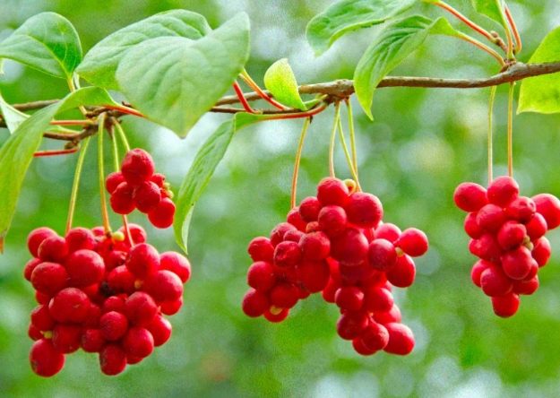 五味子使用方法 五味子使用方法