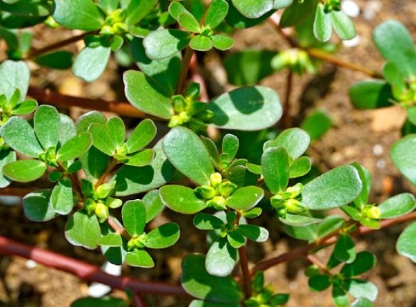 馬齒莧使用方法