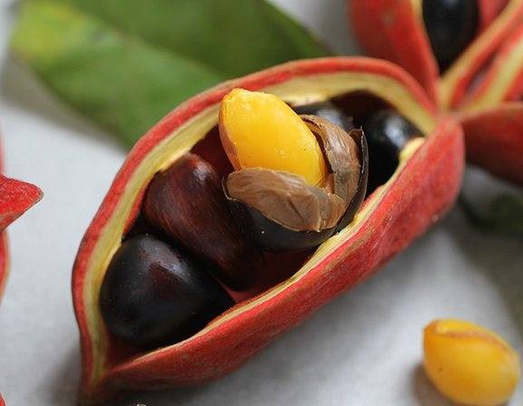 蘋婆營養 蘋婆營養