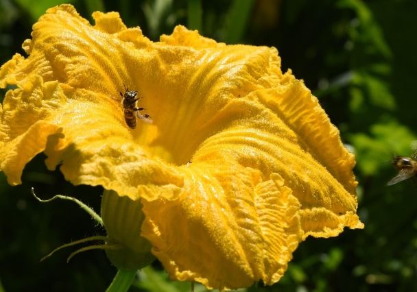 南瓜花種植 南瓜花種植