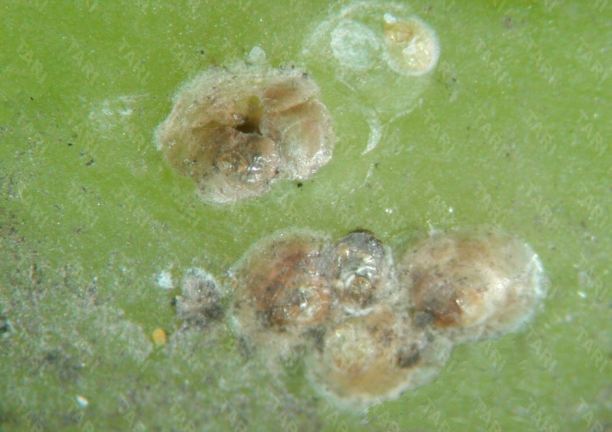 盾介殼蟲防治 盾介殼蟲防治