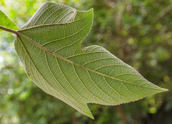 構樹葉採集 構樹葉採集