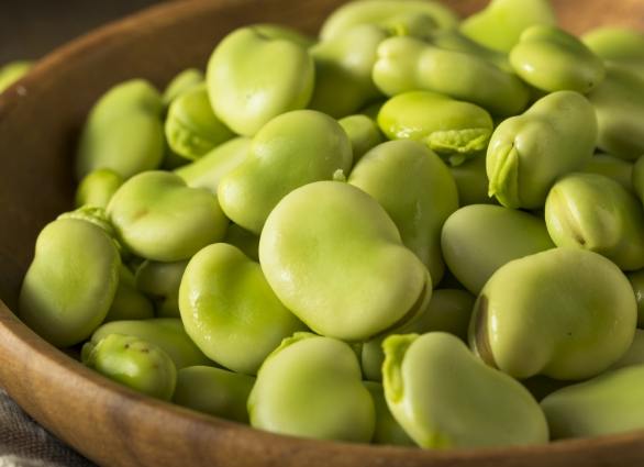 蠶豆營養 蠶豆營養