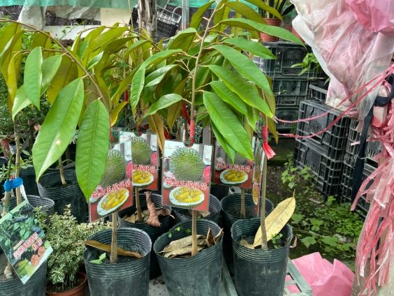 榴槤樹苗價格 榴槤樹苗價格