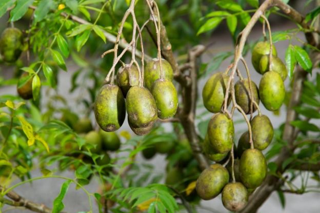 沙梨橄欖營養 沙梨橄欖營養