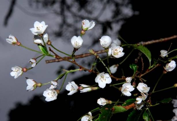 霧社櫻花季 霧社櫻花季