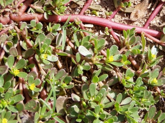 馬齒莧使用方法