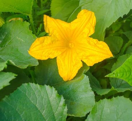 南瓜花種植 南瓜花種植