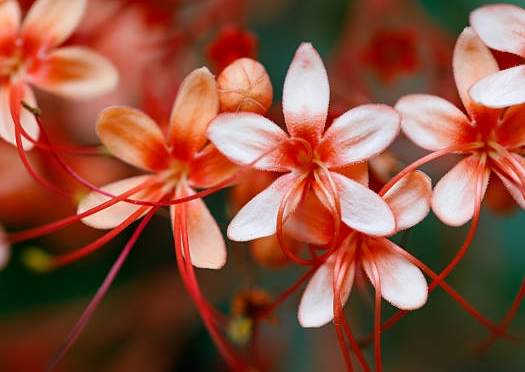 寶塔花種植 寶塔花種植