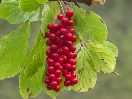 五味子副作用 五味子副作用