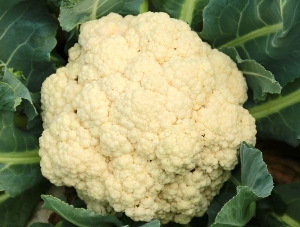 白花菜營養 白花菜營養