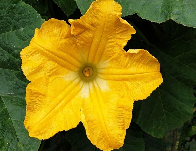 南瓜花食譜 南瓜花食譜