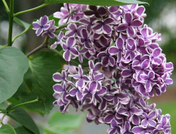 紫丁香養護 紫丁香養護